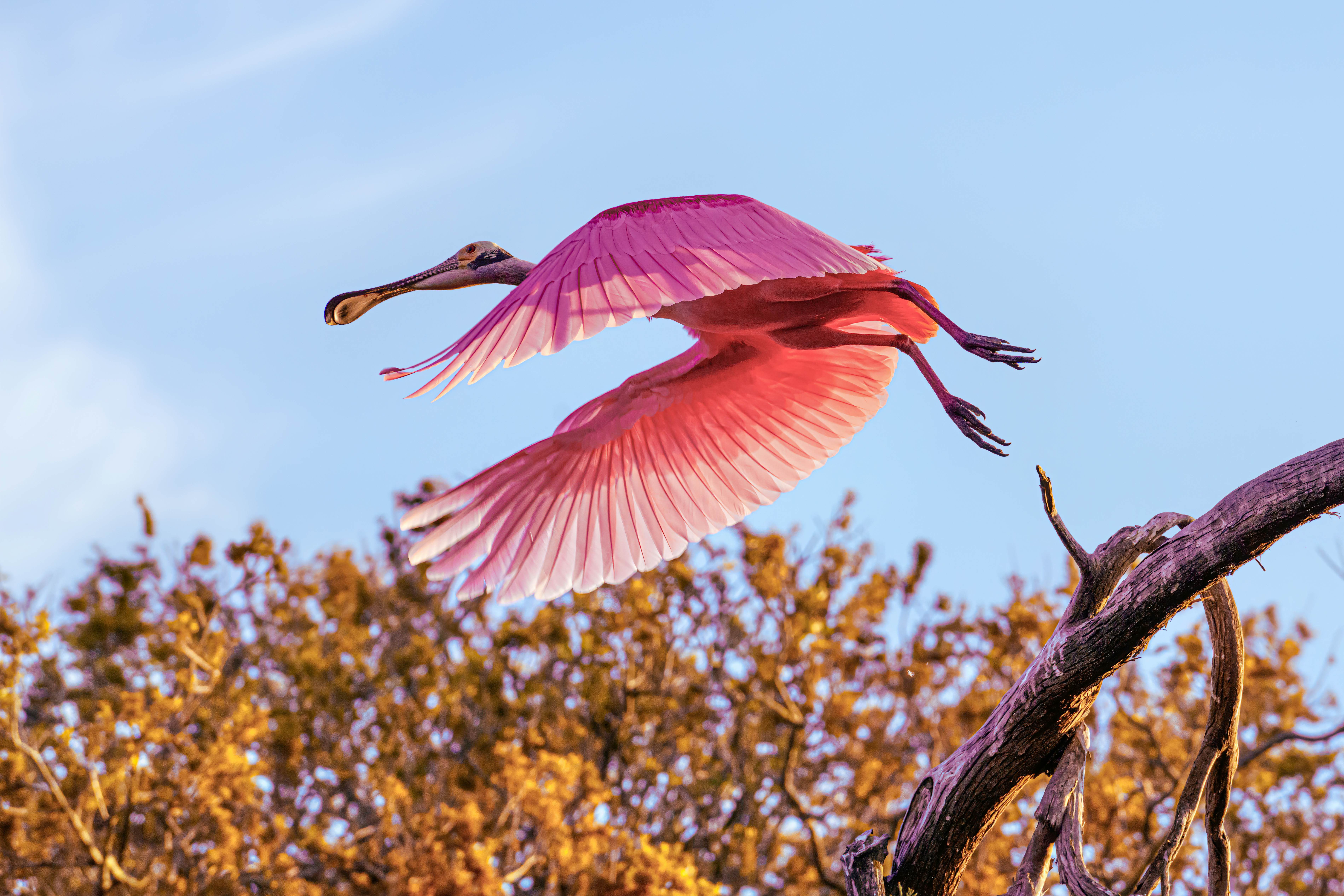 Spoon-bill Pelican in St. Augustine, Florida. 